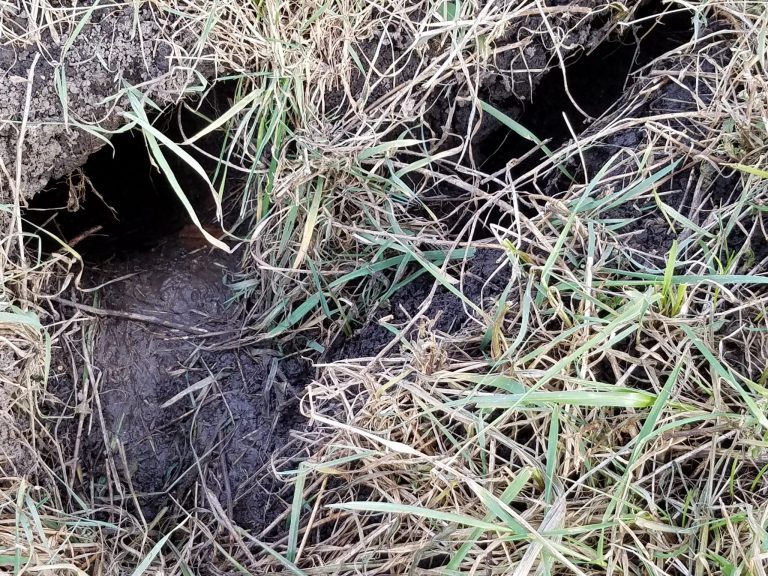 Muskrat damage to shorelines How do I protect my pond. Suburban
