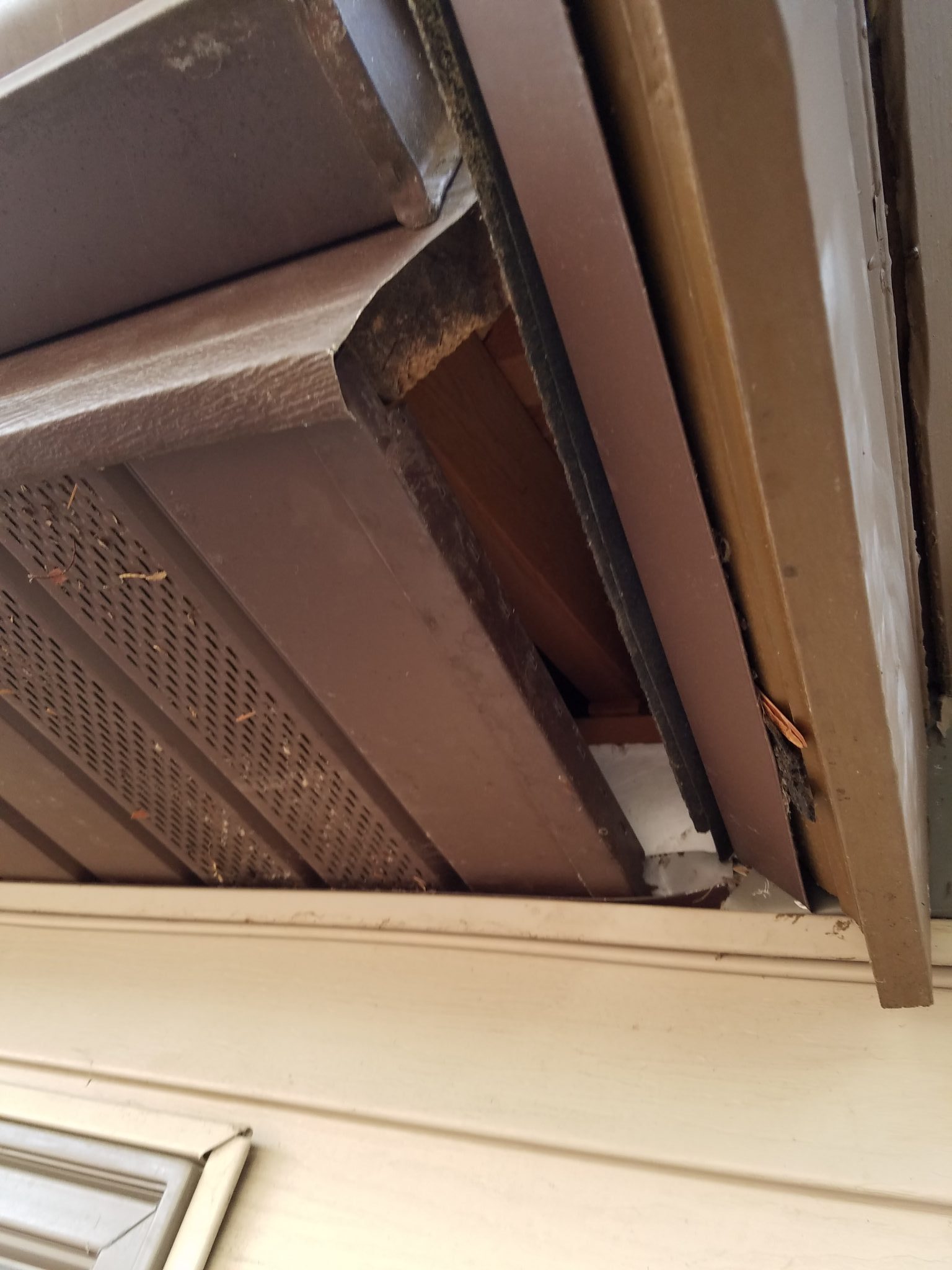 Squirrels in my attic? Not only do we remove squirrels, we offer repair