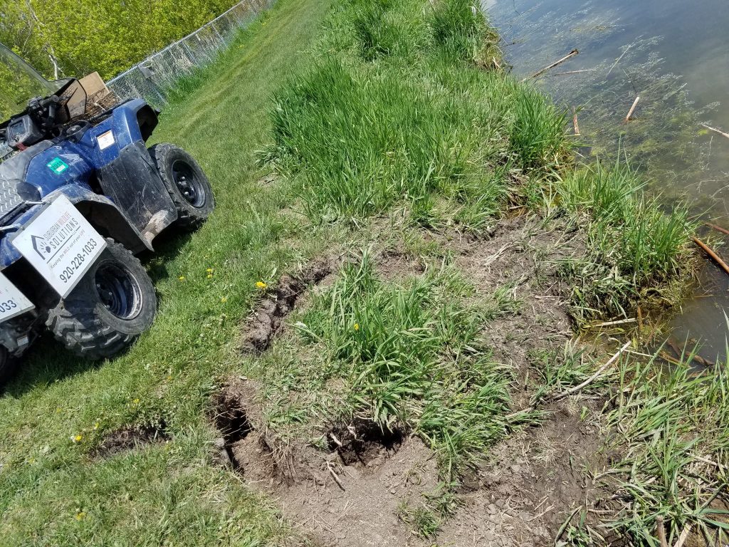 Muskrats are eroding my pond banks! Suburban Wildlife Solutions, LLC