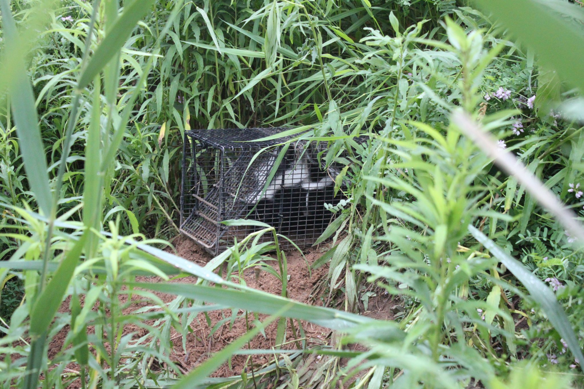 Skunks in my yard, under my patio, under my shed….. Suburban Wildlife