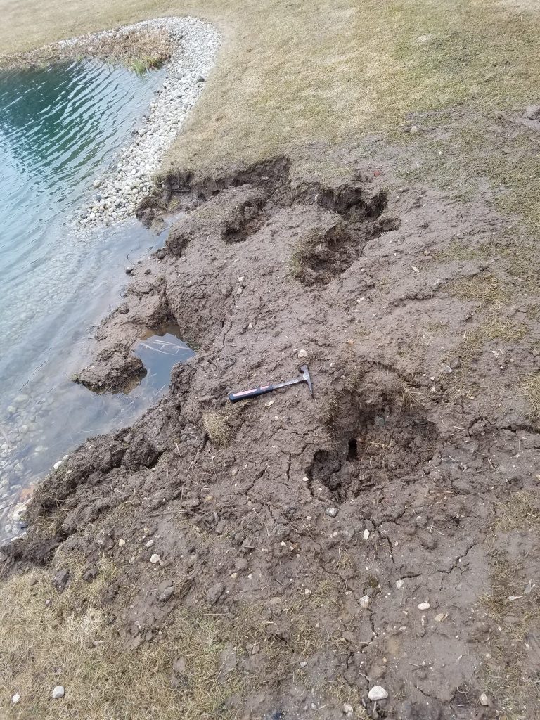 Muskrat Damage to Shorelines. | Suburban Wildlife Solutions, LLC