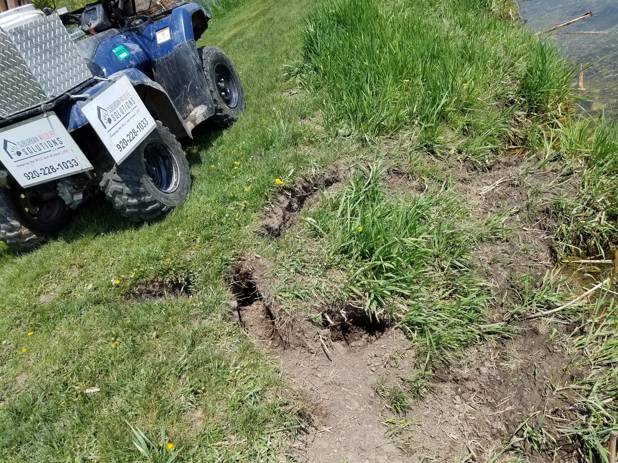 Muskrats are eroding my pond banks! Suburban Wildlife Solutions, LLC