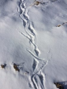 Opossum tracks in the snow. Notice the tail dragging! One of the